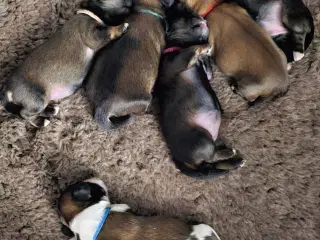 Søde Lhasa Apso / Shih Tzu hvalpe – klar til jul ❤