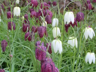 Vibeæg mix – Fritillaria meleagris – Løs vægt