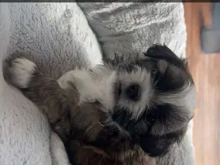 Shih-tzu / Bichon Havanaise - 5