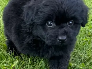 Pomerania hvalpe til sommerferien 