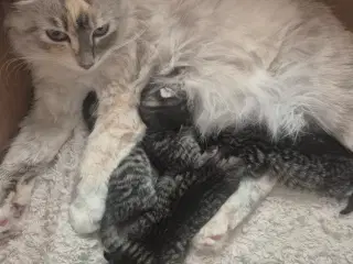 Killinger - Ragdoll blanding