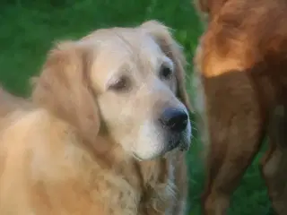 Verdens smukkeste Golden Retriever