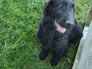 Puddel/Flatcoated Retriever 