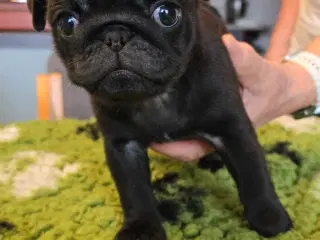 Mops