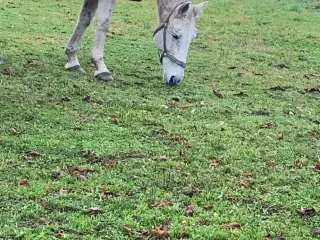 Verdens bedste Lucy søger nye græsgange 