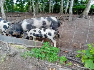 Sortbroget landrace svin