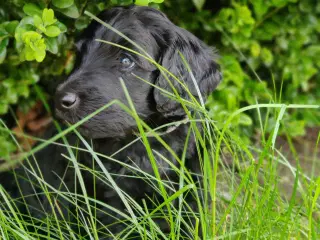 Labradoodle hvalpe