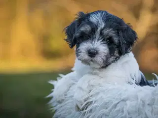 Lækker Lhasadoodle dreng