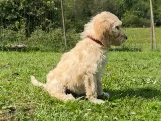 Cockapoo / Cockerpoo / Doodle