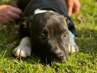 Staffordshire bullterrier hvalpe