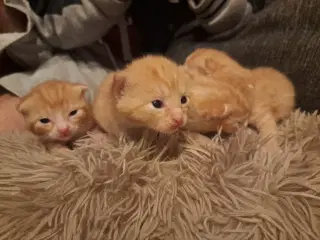 Søde dejlige killinger