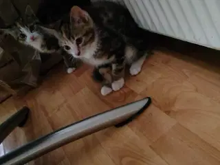 2 søde hun killinger 