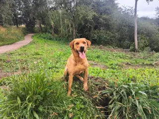 Fox red labrador.