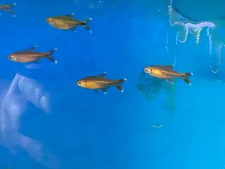 Tetra 