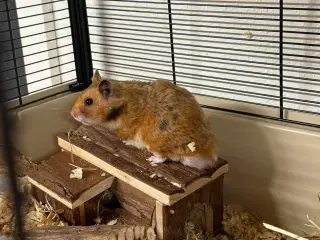 Guld hamster søger nyt hjem