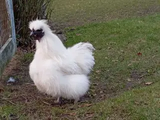 Silkehaner. Hvis silkedværg haner.