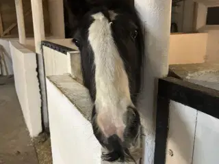 Irish cob vallak Danmarks roligste