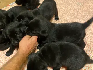 De dejligste labrador/Golden Retriever hvalpe