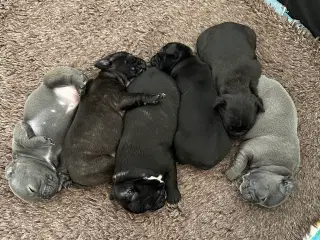 6 dejlige fransk bulldog hvalpe