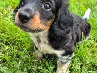 Langhåret mini/dværg gravhund 