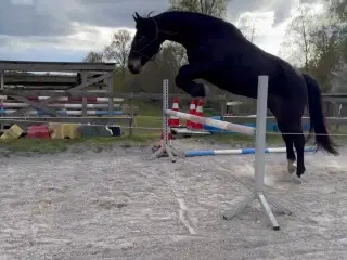 Nyholms Bonzai oldenborg hoppe