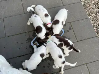 Springer spaniel hvalpe