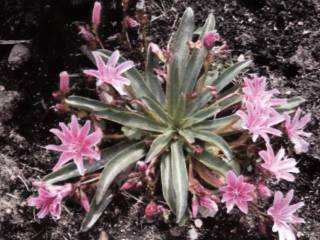 Lewisia