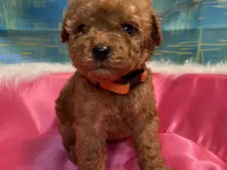 Skønne Cavapoo F2b