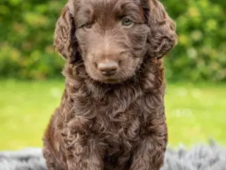 Labradoodle F1B hvalpe, salgsklar NU