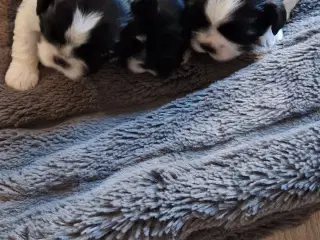 Shih Tzu hvalpe 