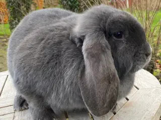 AVLSKLAR FRANSK VÆDDER HUN BLÅ