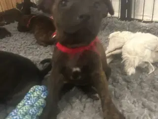 Staffordshire Bull terrier hvalpe