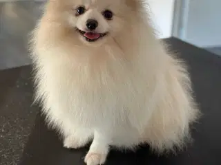 Små pomeranian hvalpe 🐾