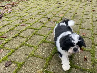 Shih tzu hvalpe