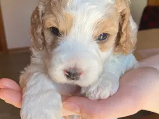 cockerpoo hvalpe