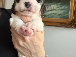 Racerene Cocker Spaniel til salgs 🎄