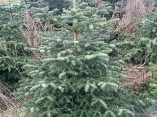 Normann gran/ juletræer