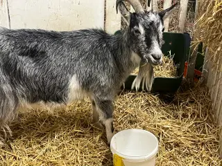 Landrace ged med stamtavle