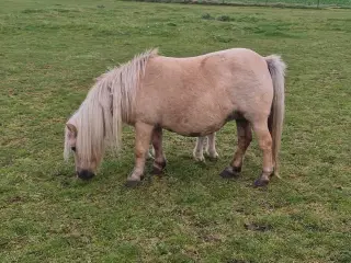 Palomino hoppe