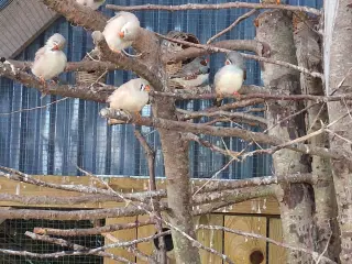 Zebrafinker