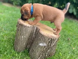 Westfalen terrier kryds. 