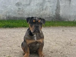 OLD ENGLISH BULLDOG