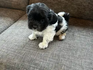 Bichon Havanaise/ Shih Tzu hvalpe 