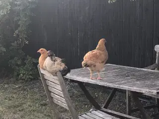 Gratis høns