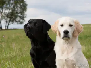 Købes: Labrador eller retriever til kærlig familie