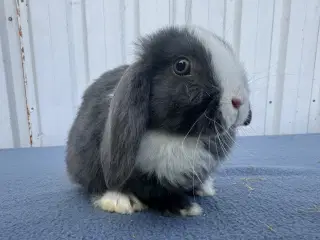 Dværgvædder/Mini lop hunkanin