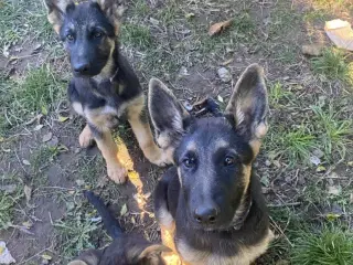 Schæfer hvalpe der søger nyt hjem🐶
