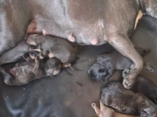 Små hvalpe salgs klar