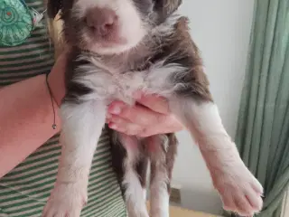 Aussie doodle hvalpe 