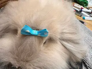 Sød Teddy kanin